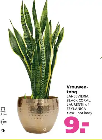 Ranzijn Vrouwen- tong SANSEVIERIA BLACK CORAL, LAURENTII of ZEYLANICA aanbieding