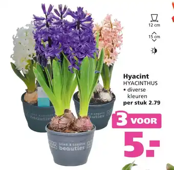 Ranzijn Hyacint HYACINTHUS aanbieding