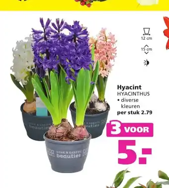 Ranzijn Hyacint 3 voor aanbieding