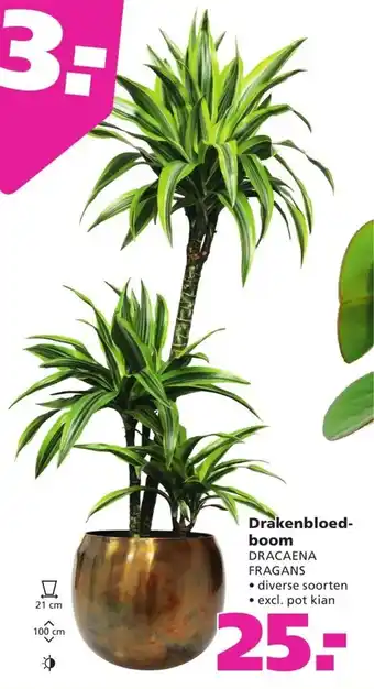 Ranzijn Drakenbloedboom aanbieding