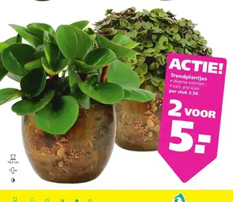 Ranzijn Trendplantjes 2 voor aanbieding