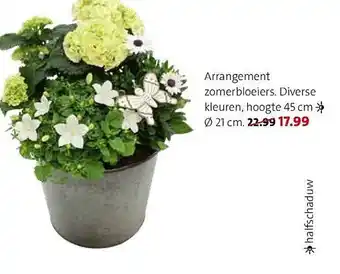 Intratuin Arrangement zomerbloeiers 21cm aanbieding