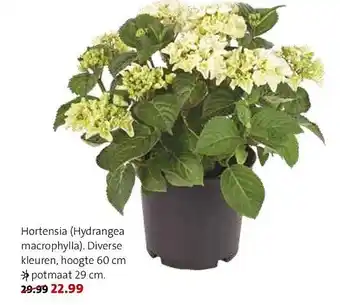 Intratuin Hortensia potmaat 29cm aanbieding