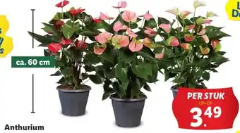 Lidl Anthurium aanbieding