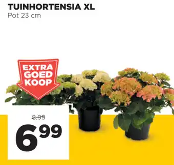 Jumbo Tuinhortensia XL aanbieding