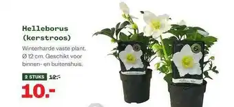 Welkoop Helleborus (Kerstroos) aanbieding