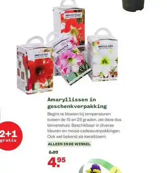 Welkoop Amaryllissen In Geschenkverpakking aanbieding