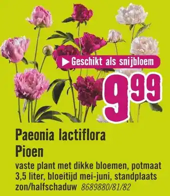 Hornbach Paeonia lactiflora Pioen aanbieding