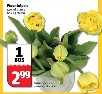 Poiesz Pioentulpen aanbieding