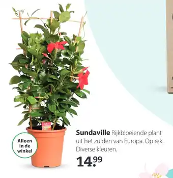 Pets Place Sundaville aanbieding