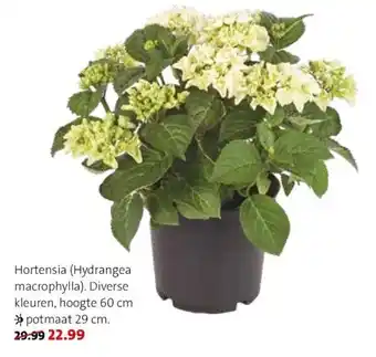 Intratuin Hortensia Hydrangea Macrophylla aanbieding
