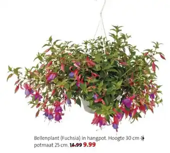 Intratuin Bellenplant Fuchsia in hangpot aanbieding