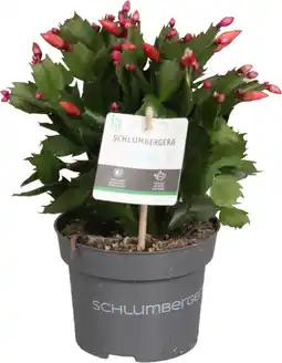 Intratuin Lidcactus (Schlumbergera truncata) oranje D 13 H 27 cm aanbieding