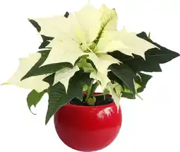 Intratuin Arrangement Kerstster in magneetpotje rood D 6 H 15 cm aanbieding