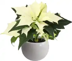 Intratuin Arrangement Kerstster in magneetpotje wit D 6 H 15 cm aanbieding