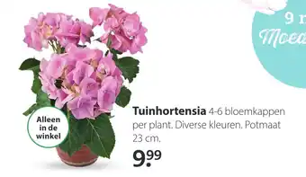 Pets Place Tuinhortensia aanbieding