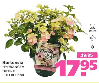 Ranzijn Hortensia aanbieding