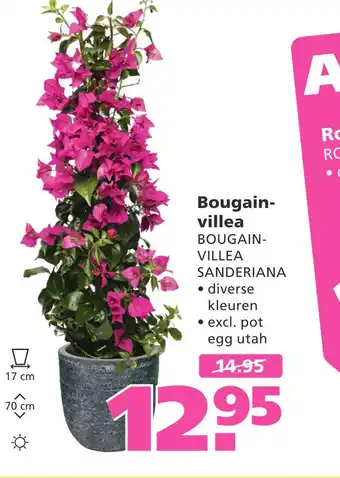 Ranzijn Bougain- villea aanbieding