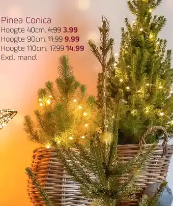 Coppelmans Pinea Conica aanbieding