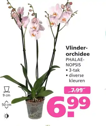 Ranzijn Vlinderorchidee aanbieding