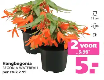 Ranzijn Hangbegonia aanbieding