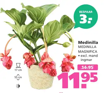 Ranzijn Medinilla aanbieding