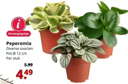 GroenRijk Peperomia aanbieding