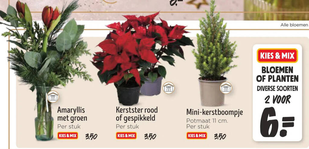 Bloemen of planten aanbieding bij Jumbo