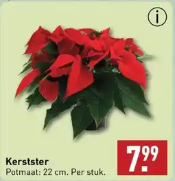 ALDI Kerstster aanbieding