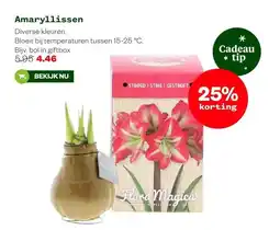 Welkoop Amaryllissen aanbieding