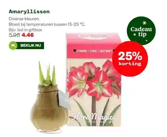 Welkoop Amaryllissen aanbieding