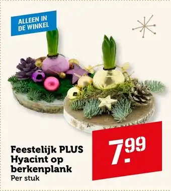 Coop Feestelijk Plus Hyacint op Berkenplank aanbieding