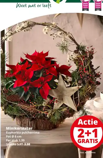 GroenRijk Minikerstster aanbieding