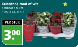 Poiesz Kalanchoë rood of wit aanbieding