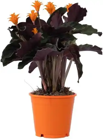 Amazon Plant in a Box - Calathea Crocata - Luchtzuiverend - Kamerplant - Pot 14cm - Hoogte 40-50cm aanbieding