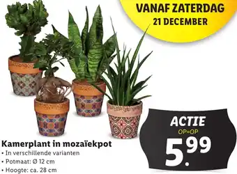 Lidl Kamerplant in mozaïekpot aanbieding