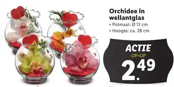 Lidl Orchidee in wellantglas aanbieding