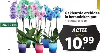 Lidl Gekleurde orchidee in keramieken pot aanbieding