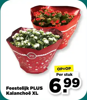 PLUS Feestelijk plus kalanchoe xl aanbieding