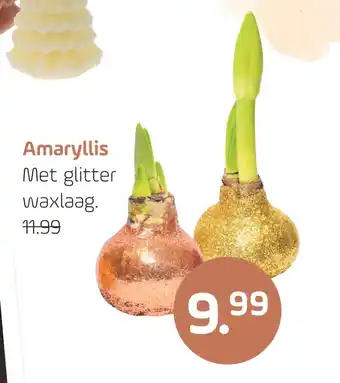 Coppelmans Amaryllis Met glitter waxlaag. aanbieding