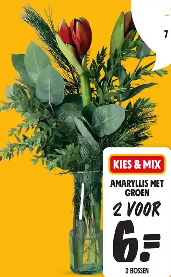 Jumbo Amaryllis met groen aanbieding