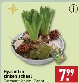 ALDI Hyacint in zinken schaal aanbieding