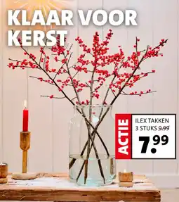 Intratuin Ilex takken aanbieding