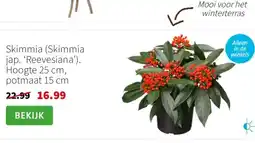 Intratuin Skimmia aanbieding