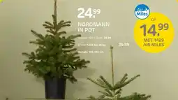 Praxis NORDMANN IN POT aanbieding