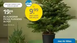 Praxis BLAUWSPAR PICEA PUNGENS IN POT aanbieding