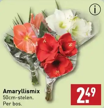 ALDI Amaryllismix aanbieding