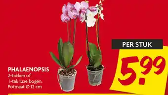 Dekamarkt PHALAENOPSIS aanbieding