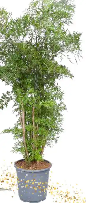 Intratuin Aralia (Polyscias 'Ming') aanbieding