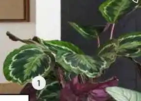 Intratuin Calathea aanbieding